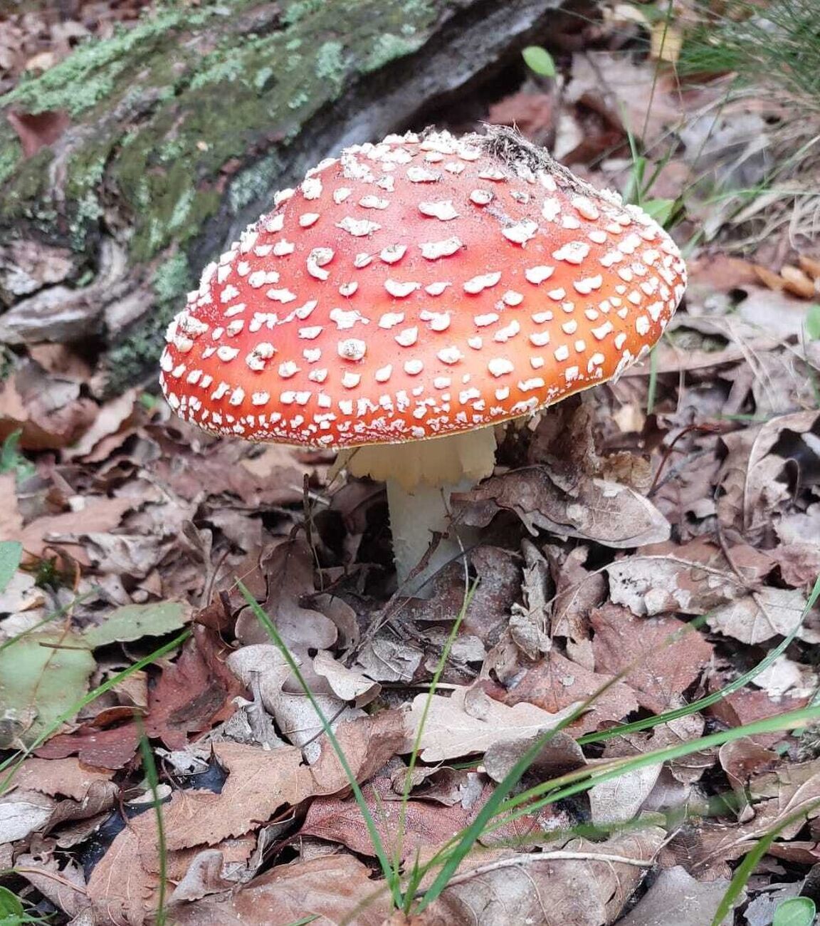 Vliegenzwam natuurwandeling